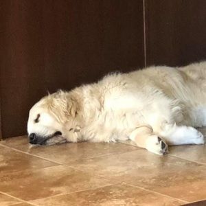 Meet your Posher, Robin